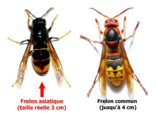 Frelon asiatique